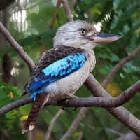 Blue-winged Kookaburra